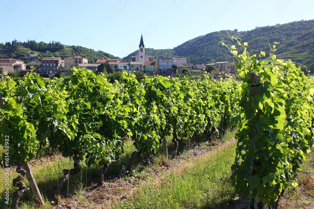 Vignoble de Côtes du Rhône Tain l'Hermitage Vallée du Rhône Rhône Alpes Auvergne France