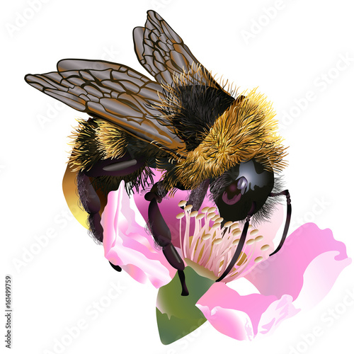 bee