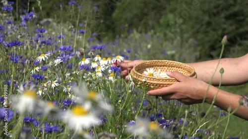 female herbalist hands pick daisy flowers between cornflower in field. 4K