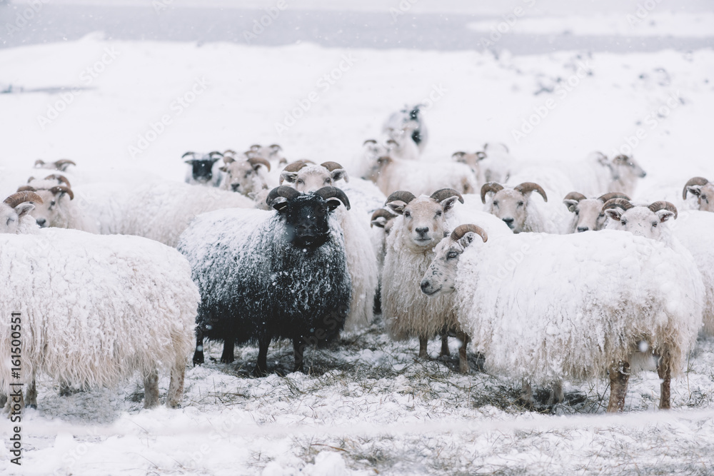 Fototapeta premium Icelandic sheep roaming in the winter snowy field,beyond their season. Black sheep contrasting among white sheep