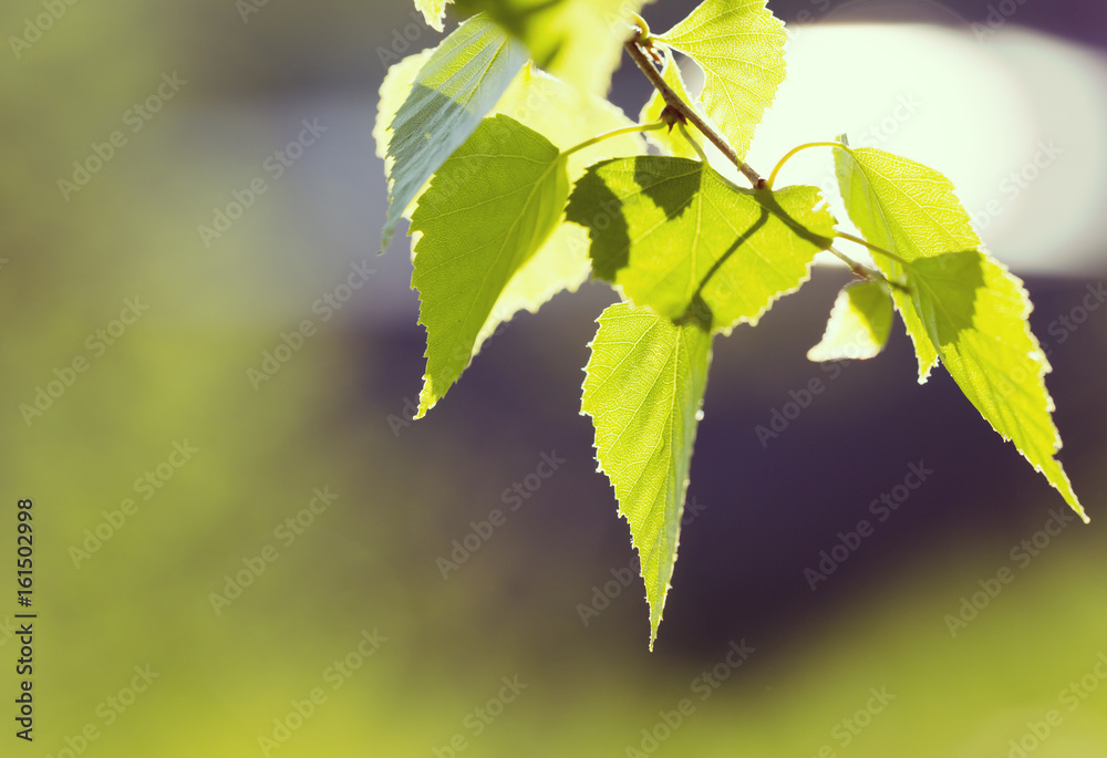 Greeting card template of birch leaves and blurry background with vintage effect. Greeting card template of birch leaves and blurry background with vintage effect.