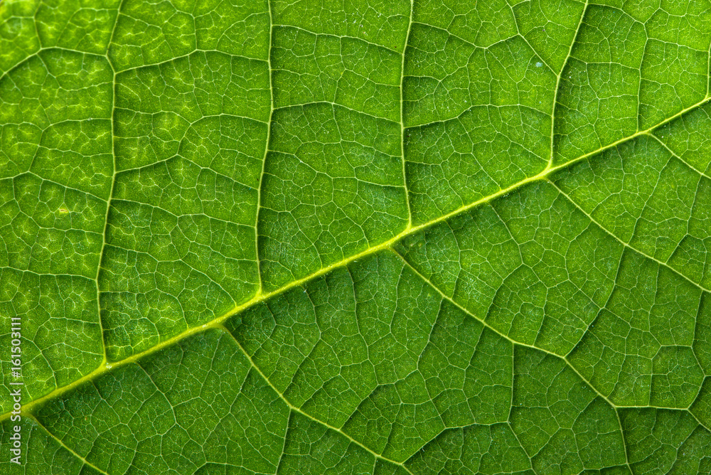 Fresh green leaf texture, leaf macro background Fresh green leaf texture, leaf macro background
