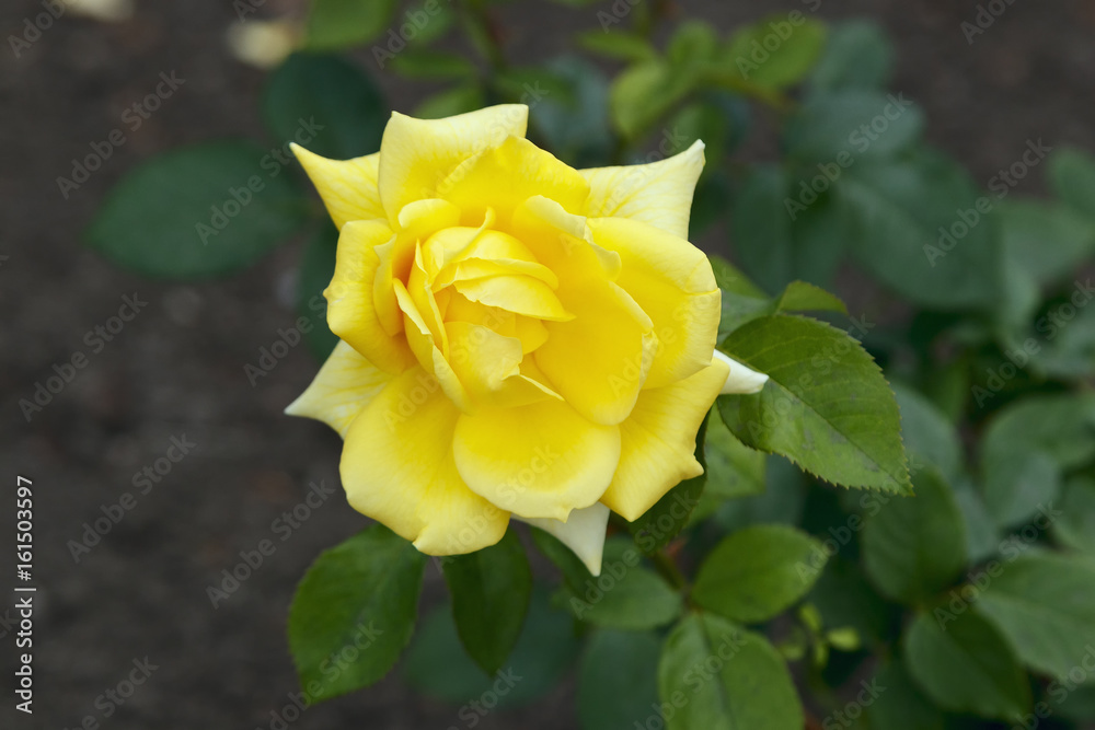 Close-up of garden rose, small yellow rose, unique rose, lovely rose, lonely yellow rose, rose near the earth Close-up of garden rose, small yellow rose, unique rose, lovely rose, lonely yellow rose, rose near the earth