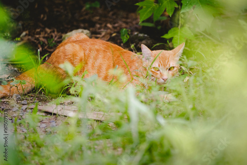 Cute orange cat in the garden It was happy after breakfast.