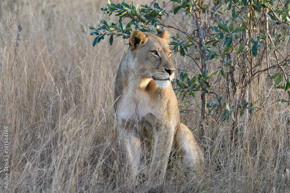 Fototapeta premium Animals in Djuma Sabi Sands South Africa