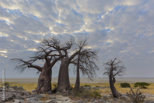 Baobab trees and clouds at Kubu Island photo