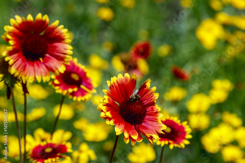 Red Helenium flower closeup, heleniums in the field, huge quantity of heleniums, red heleniums