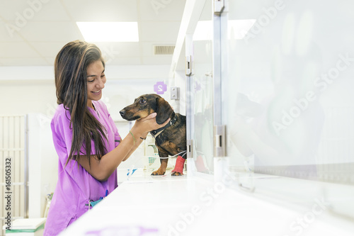 Veterinarian doctor hugging a beautiful dog.