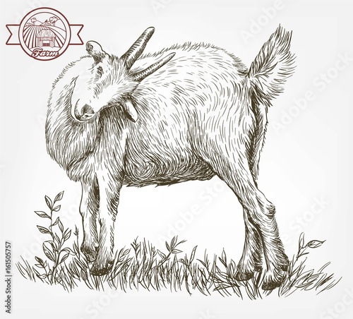 sketch of goat drawn by hand. livestock. animal grazing