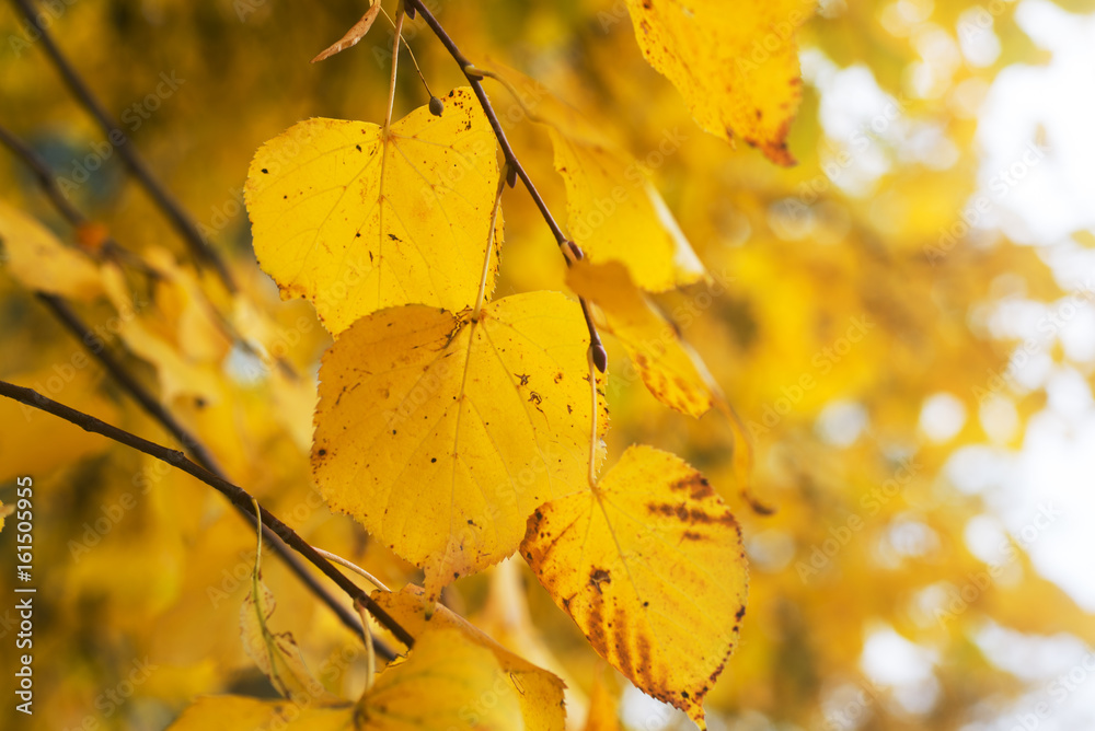 Obraz premium Autumn leaves background