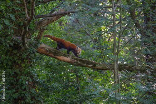 Panda rosso 2