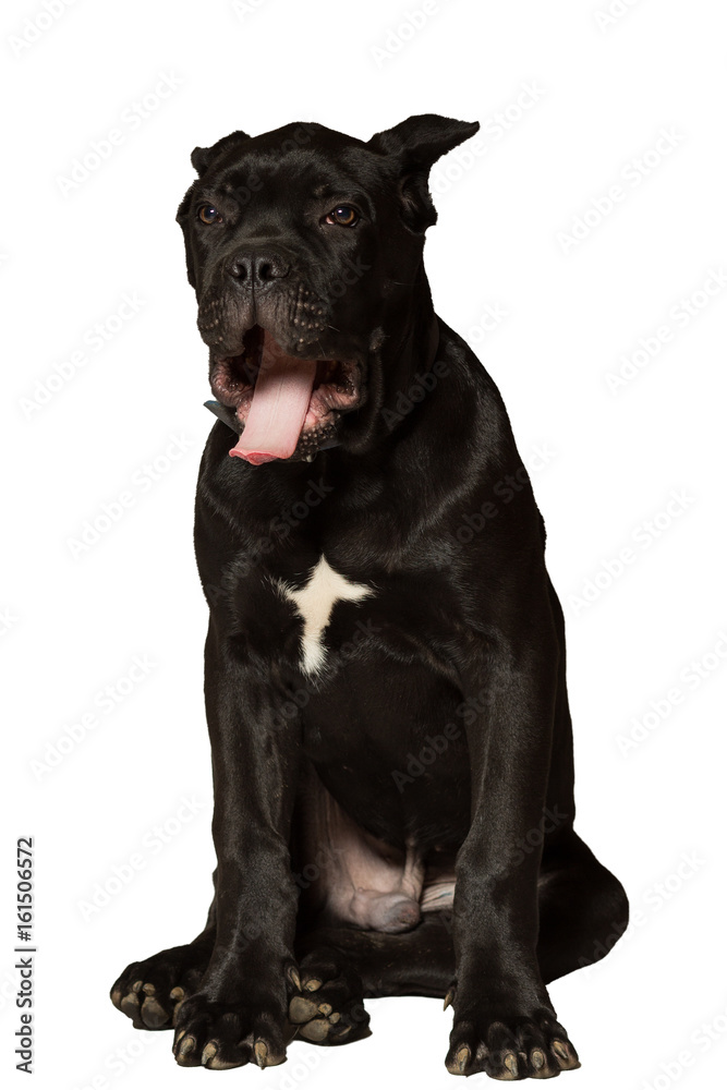 Puppy age 3 months of Cane Corso breed of black color, isolated on white
