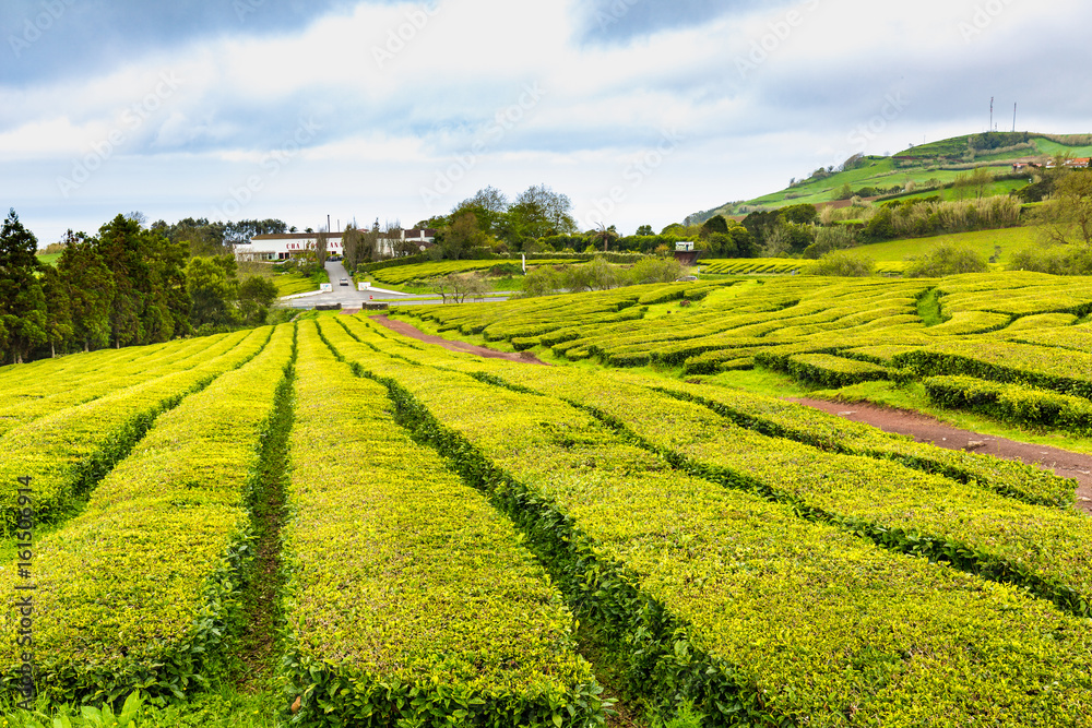 Tea Plantation at Cha Gorreana on Sao Miguel Island