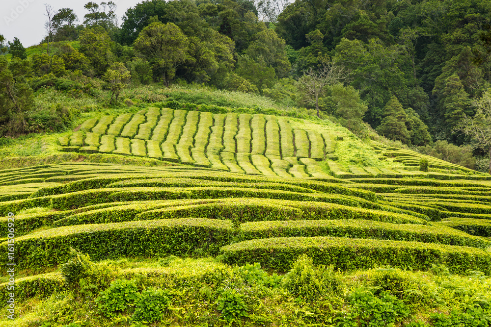 Tea Plantation at Cha Gorreana on Sao Miguel Island