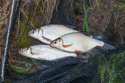 Several freshwater fish: white bream or silver fish, white-eye bream and zope or the blue bream on black fishing net.. photo