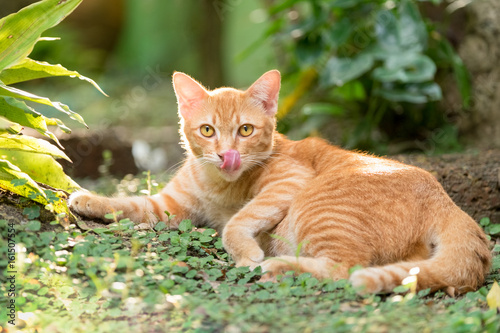 Cute orange cat in the garden and good mood fresh at sunset.