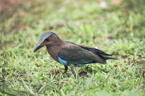 Indian roller On Grass,Historic Park KamphaengPhet In Thailand.