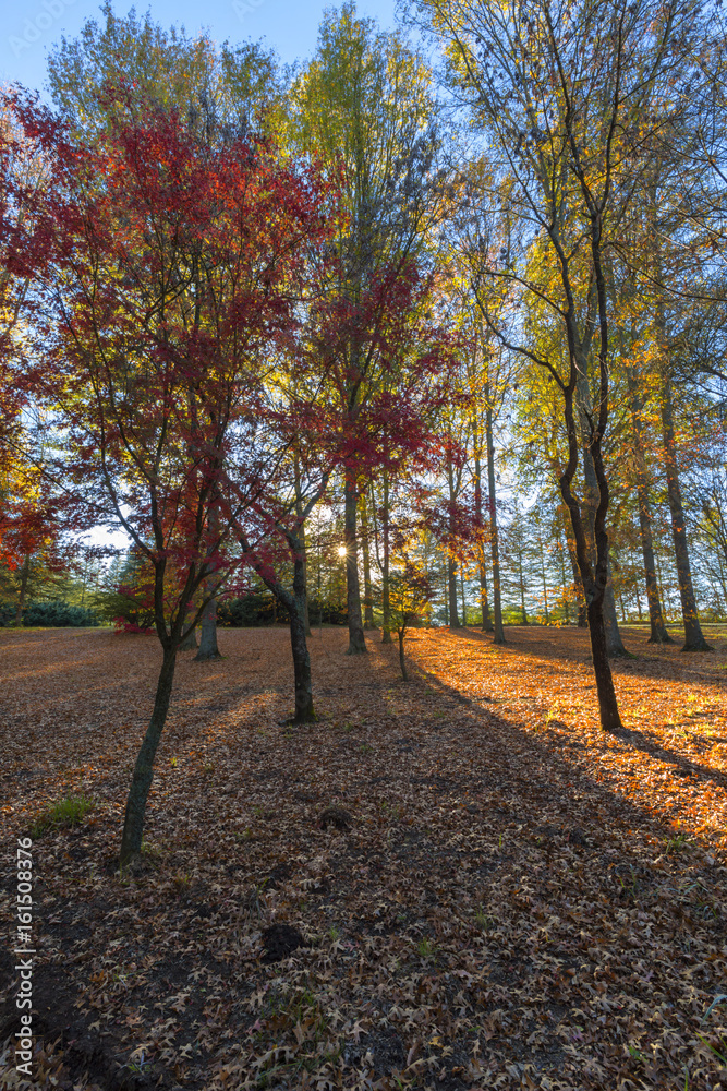 Naklejka premium Autumn leaves on the trees and the ground