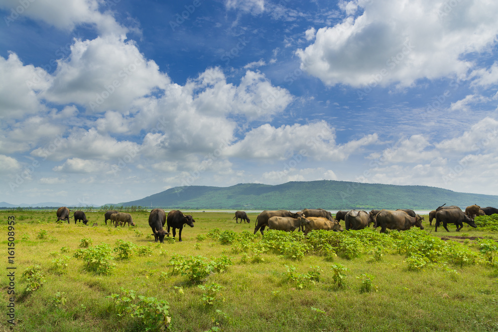 Group of Buffalo crowd walking and eating Green Grass beside lake