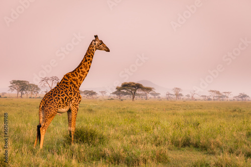 Baby giraffe safari Serengeti National Park  Tanzania. Wildlife scene of African Safari. Baobab tree in the background. 