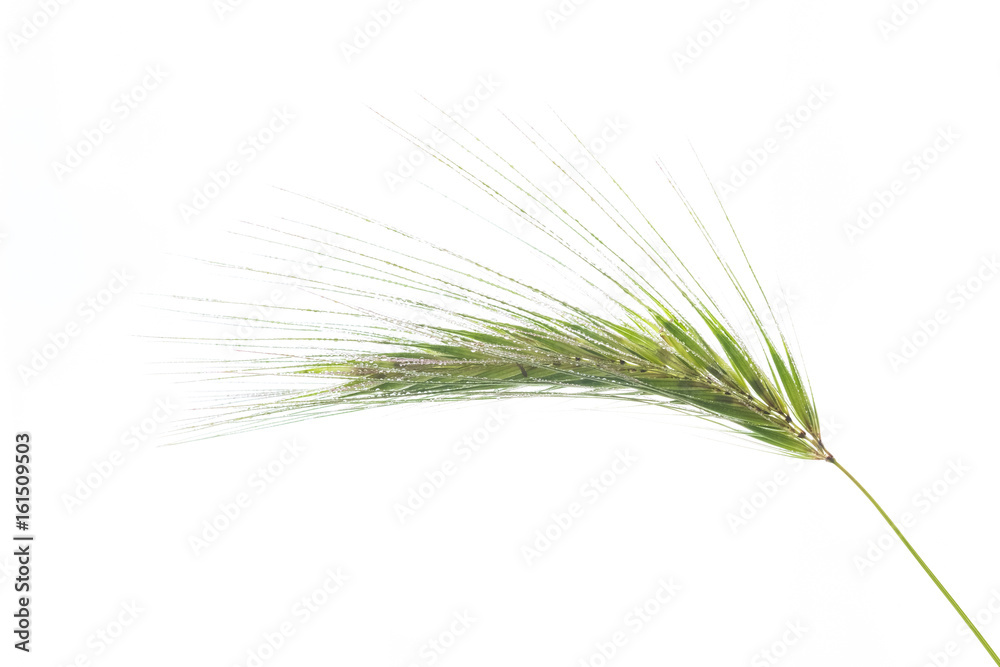 graminée tige herbe printemps sauvage allergie graminée tige herbe printemps sauvage allergie
