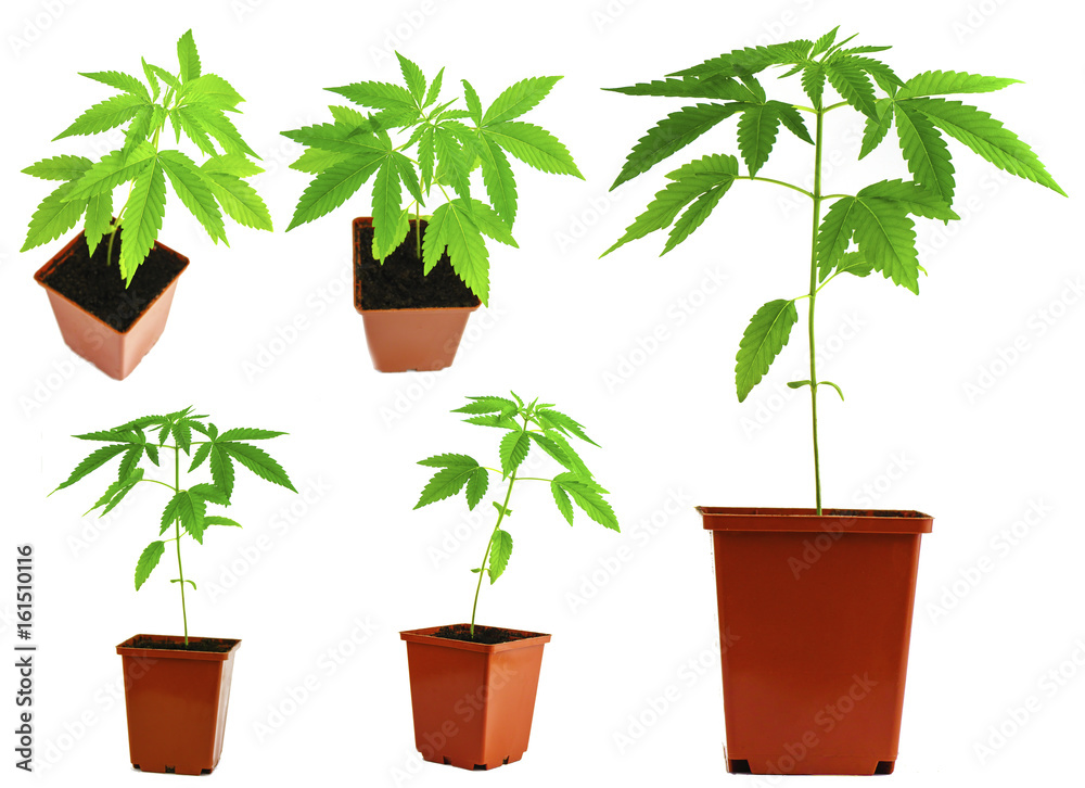 cannabis plant in flowerpot on wooden floor