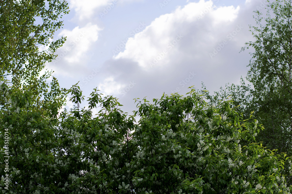 Flowers of bird cherry Flowers of bird cherry