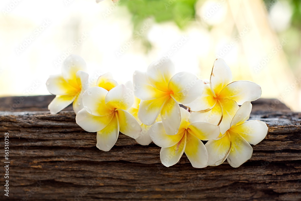 Group of beautiful Plumeria flower on old dry timber with blurred bokeh of light background