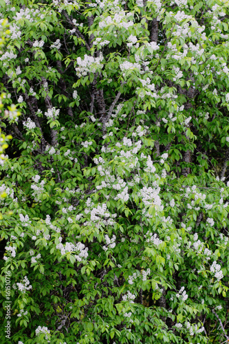 Flowers of bird cherry