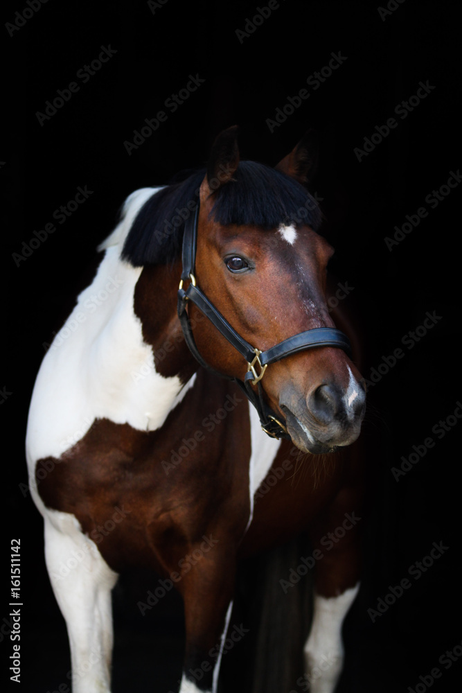 Speckled horse Speckled horse