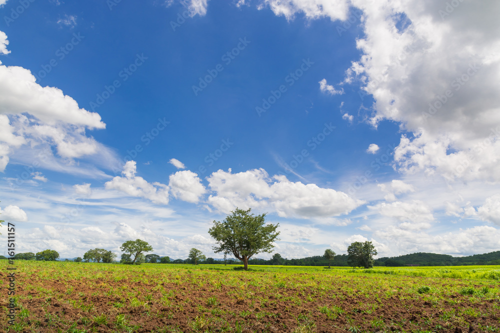 Lonely Tree in Natural Green Grass Field under Cloudy Blue Sky Summertime