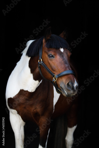 Speckled horse