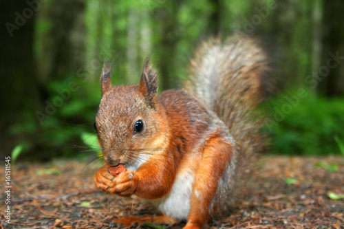 Eichhörnchen mit Nuss photo