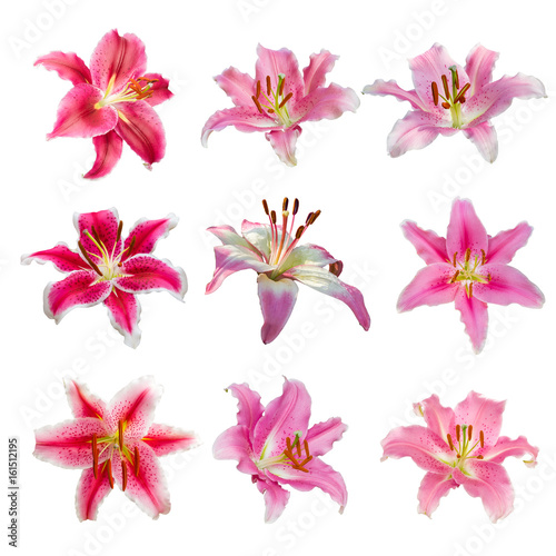 collection of various pink Lily flowers