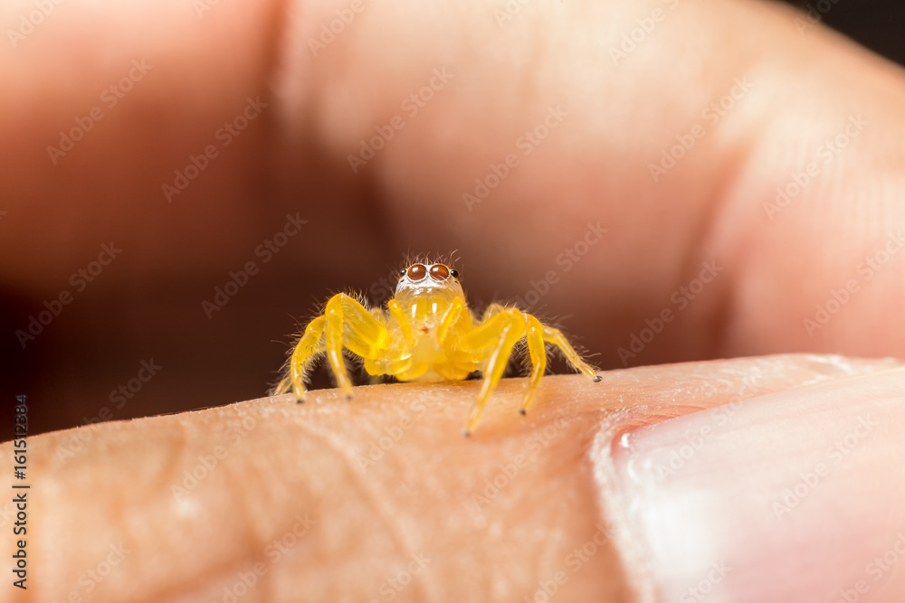 Obraz premium pretty yellow jumping spider on finger