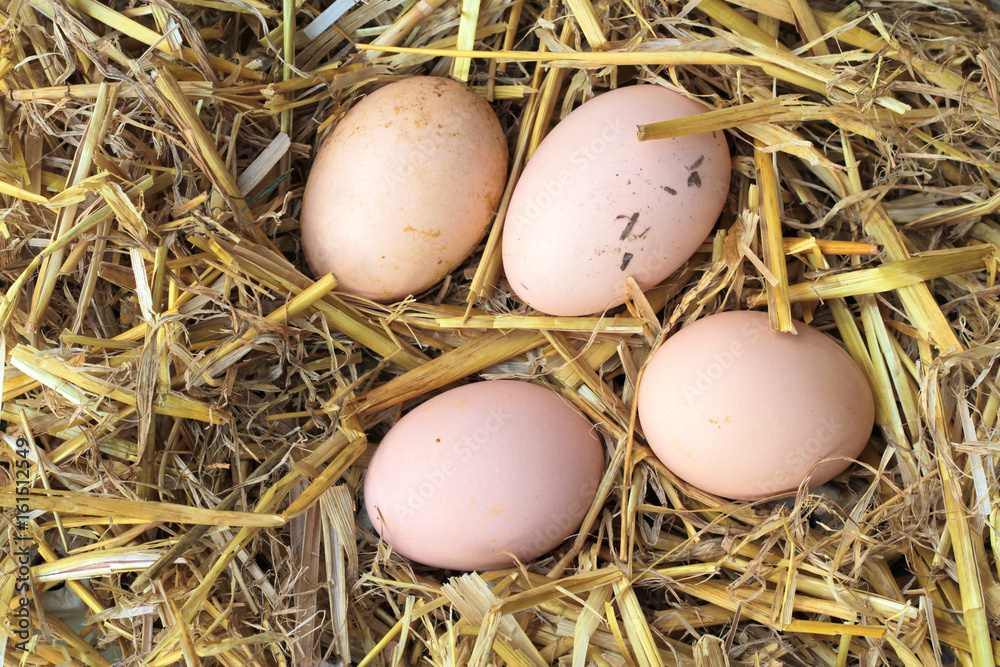 Organic farm eggs on straw