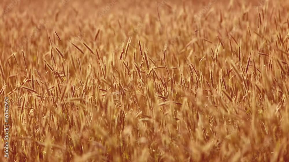 Wheat blowing in wind p amber waves of grain Wheat blowing in wind p amber waves of grain