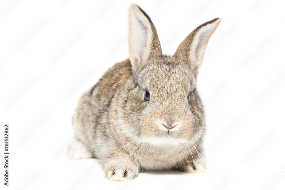 Obraz premium rabbit on a white background