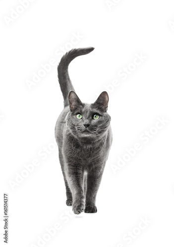Beautiful gray cat of breed Russian blue goes straight and looks into the camera. Background is isolated.