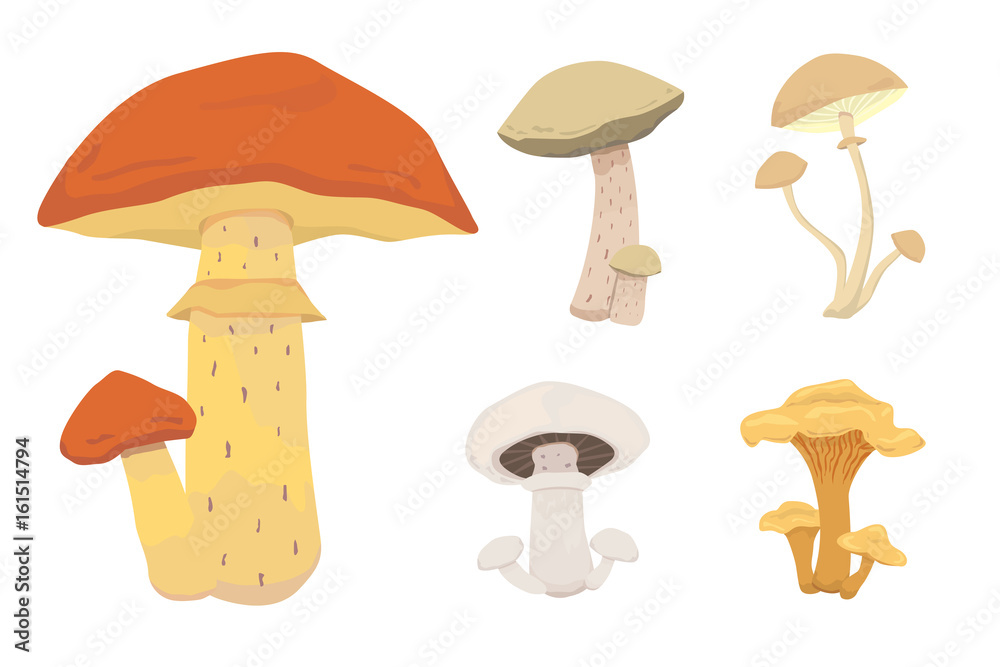 different kinds of cartoon edible mushrooms
