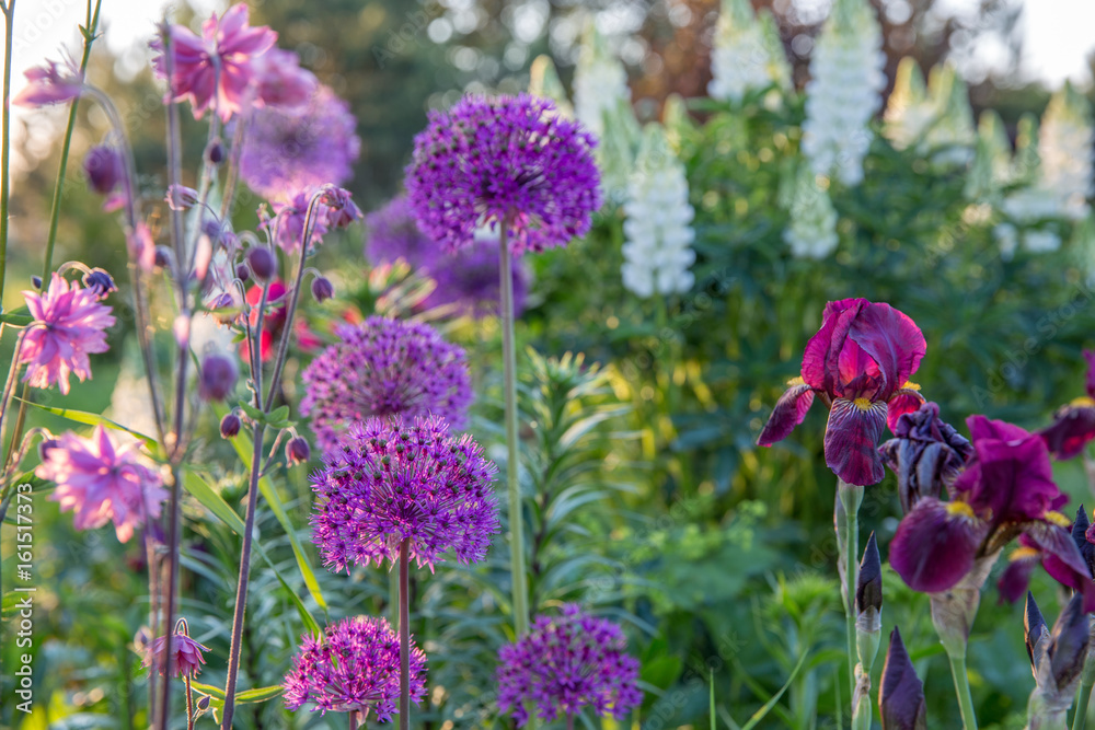 Fototapeta premium Romantic flowerbed in purple tones.Beautiful colorful flowers - iris, onion decorative, aquilegia, lupins.