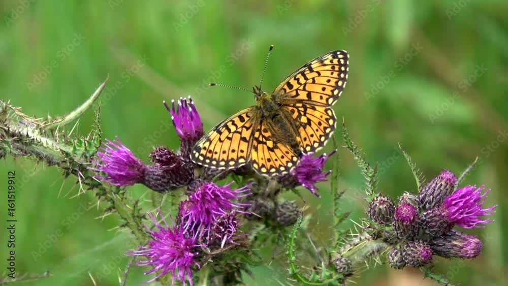 Butterfly Slow Motion