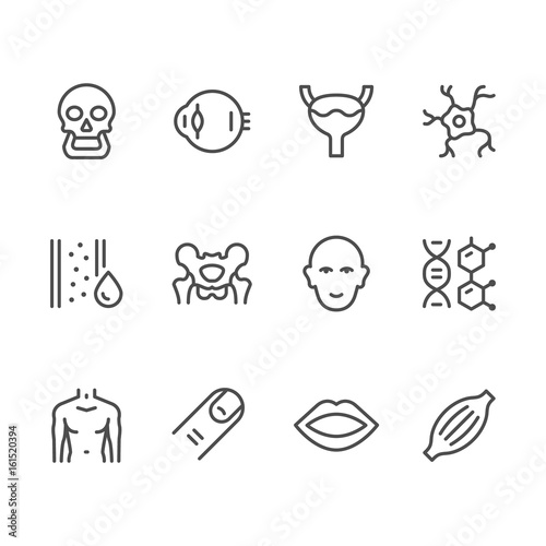 Set line icons of human organs