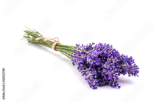 Lavander