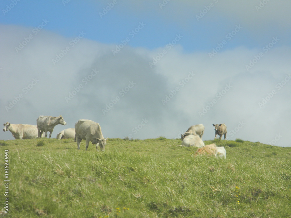 White Cows grazing and Chillin' on hill top White Cows grazing and Chillin' on hill top
