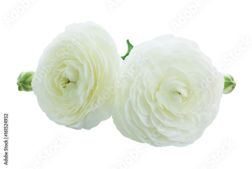 Two white ranunculus fresh flower isolated on white background