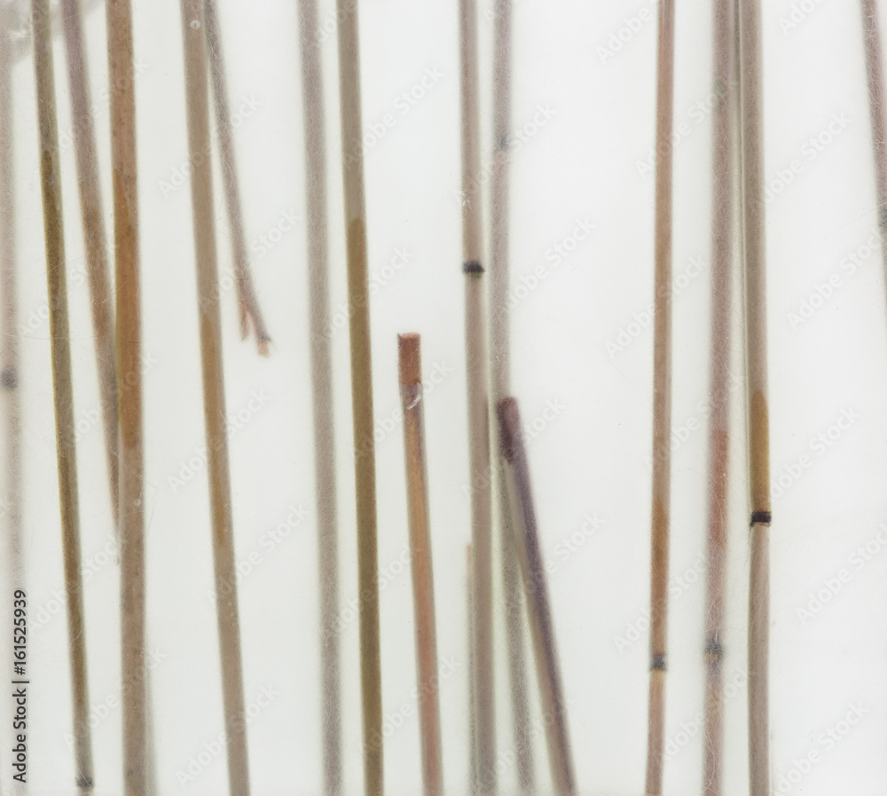 Dried bamboo branches on a white background