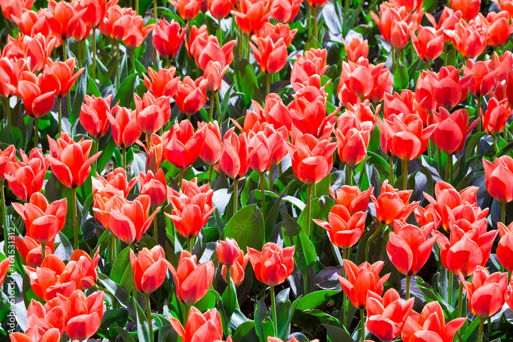 red tulips on a Sunny day. Festive floral background.