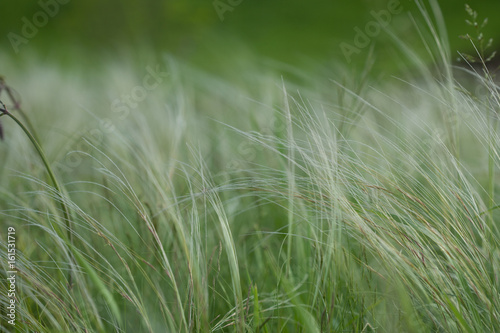 Summer landscape, field of feather grass under the blue sky.