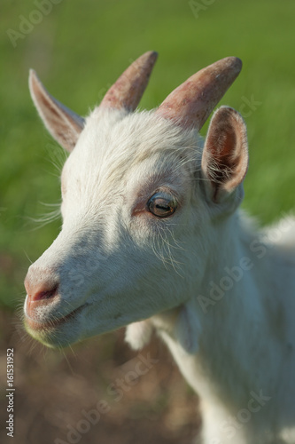 portrait of a white goatling standing on summer pasture